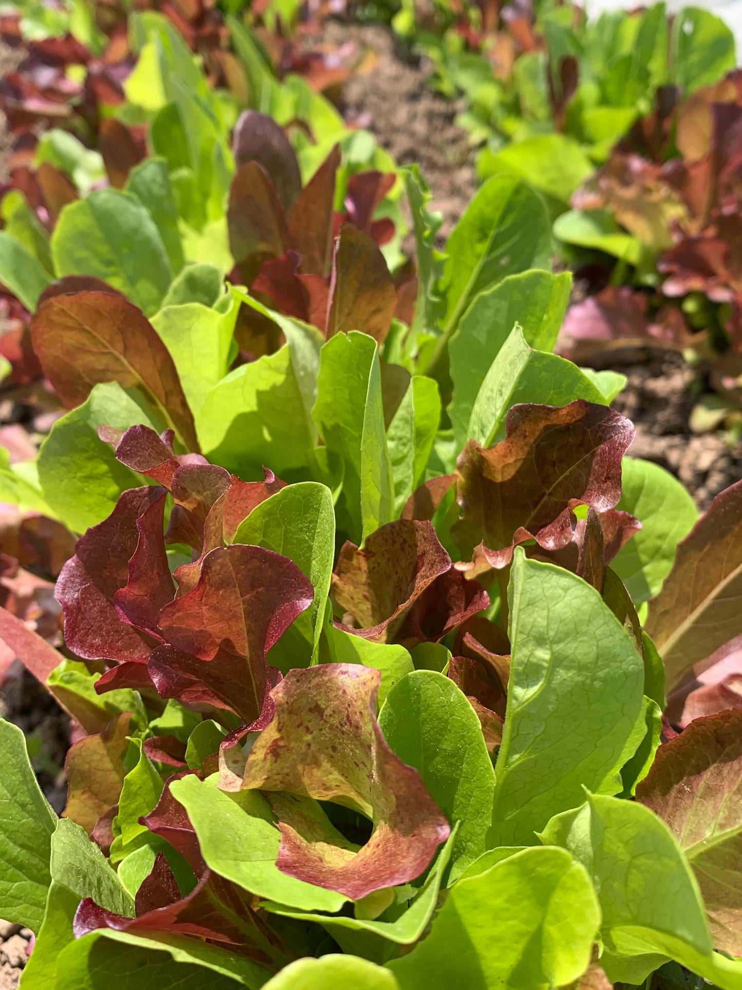 Lettuce mix