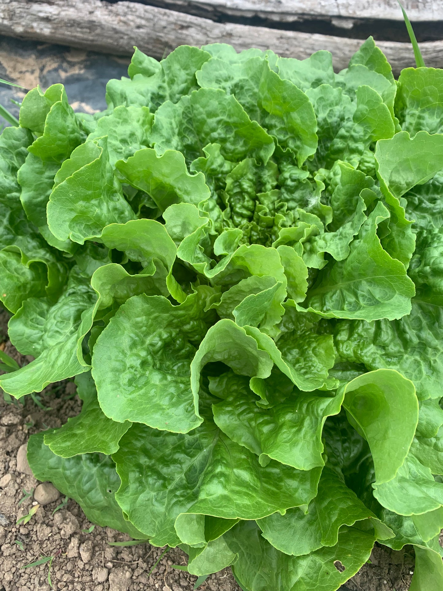 Lettuce (Romaine)