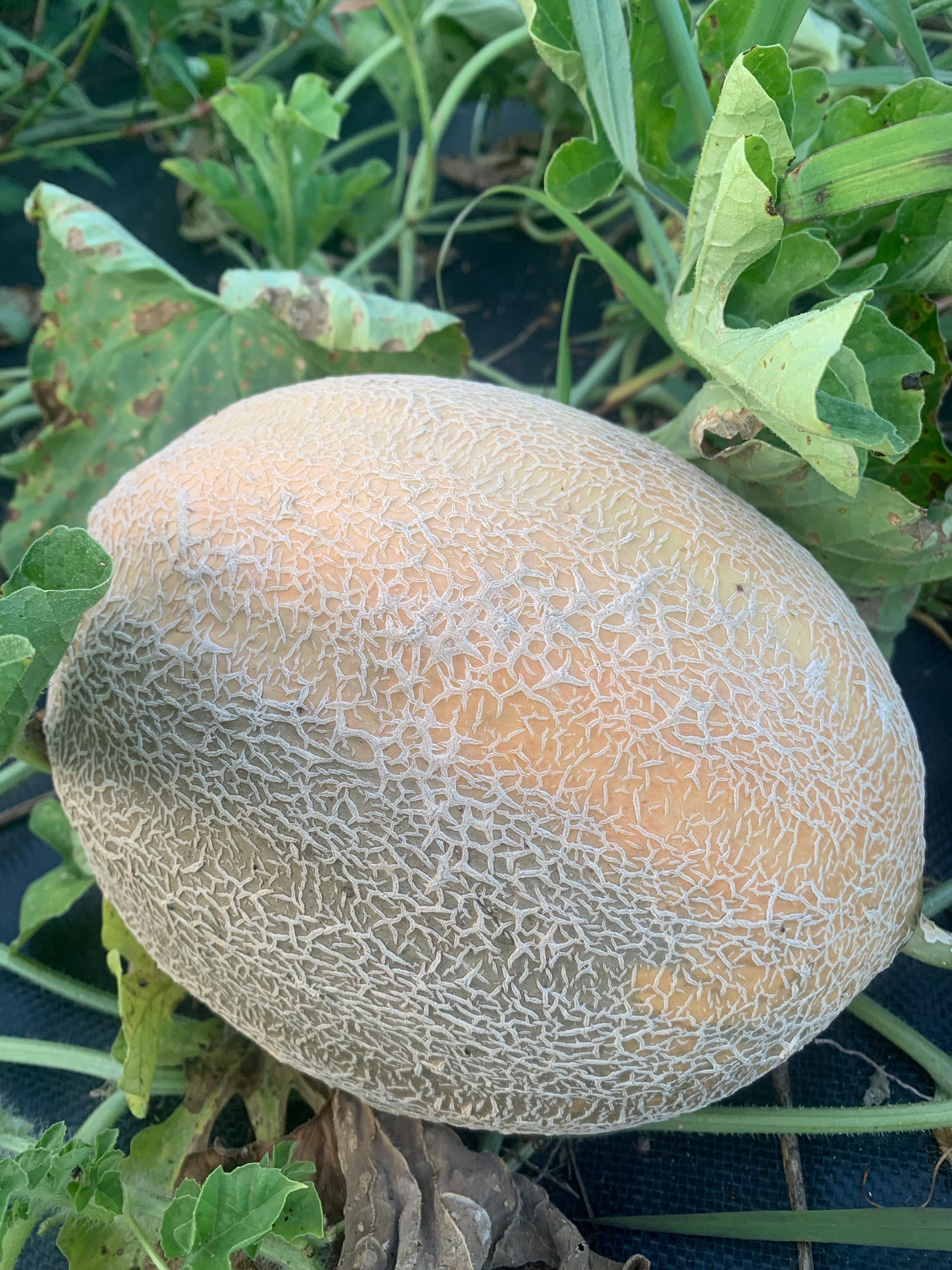 Cantaloupe