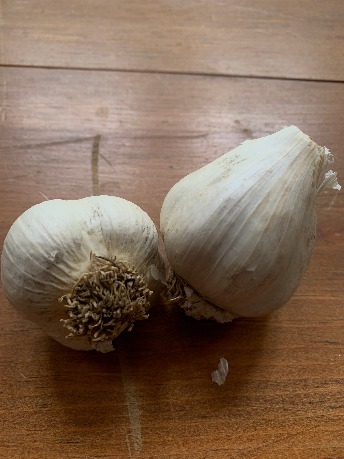 Garlic