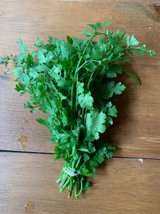 Cilantro