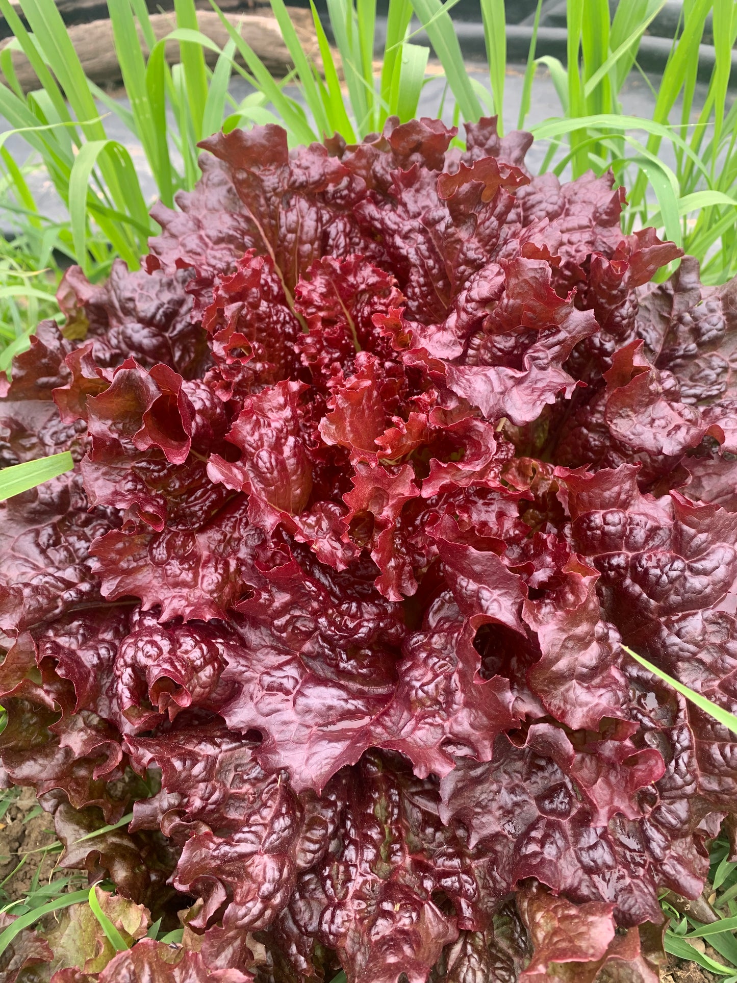 Lettuce (Red Leaf)