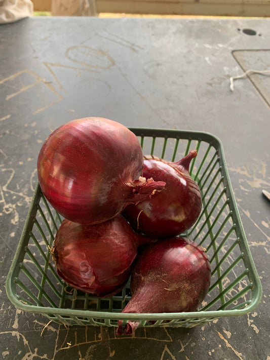 Onions - Red