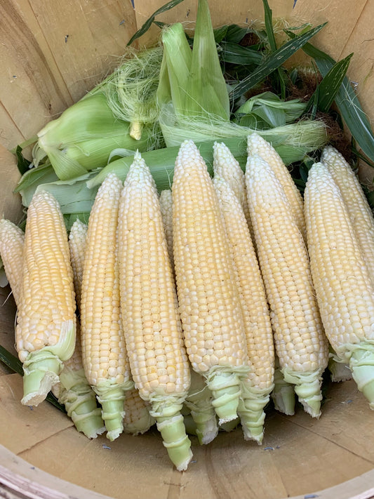 Corn