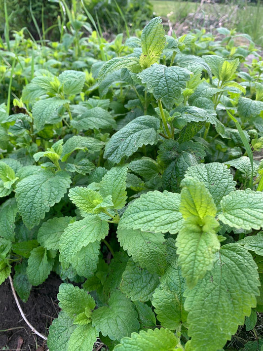Lemon Balm