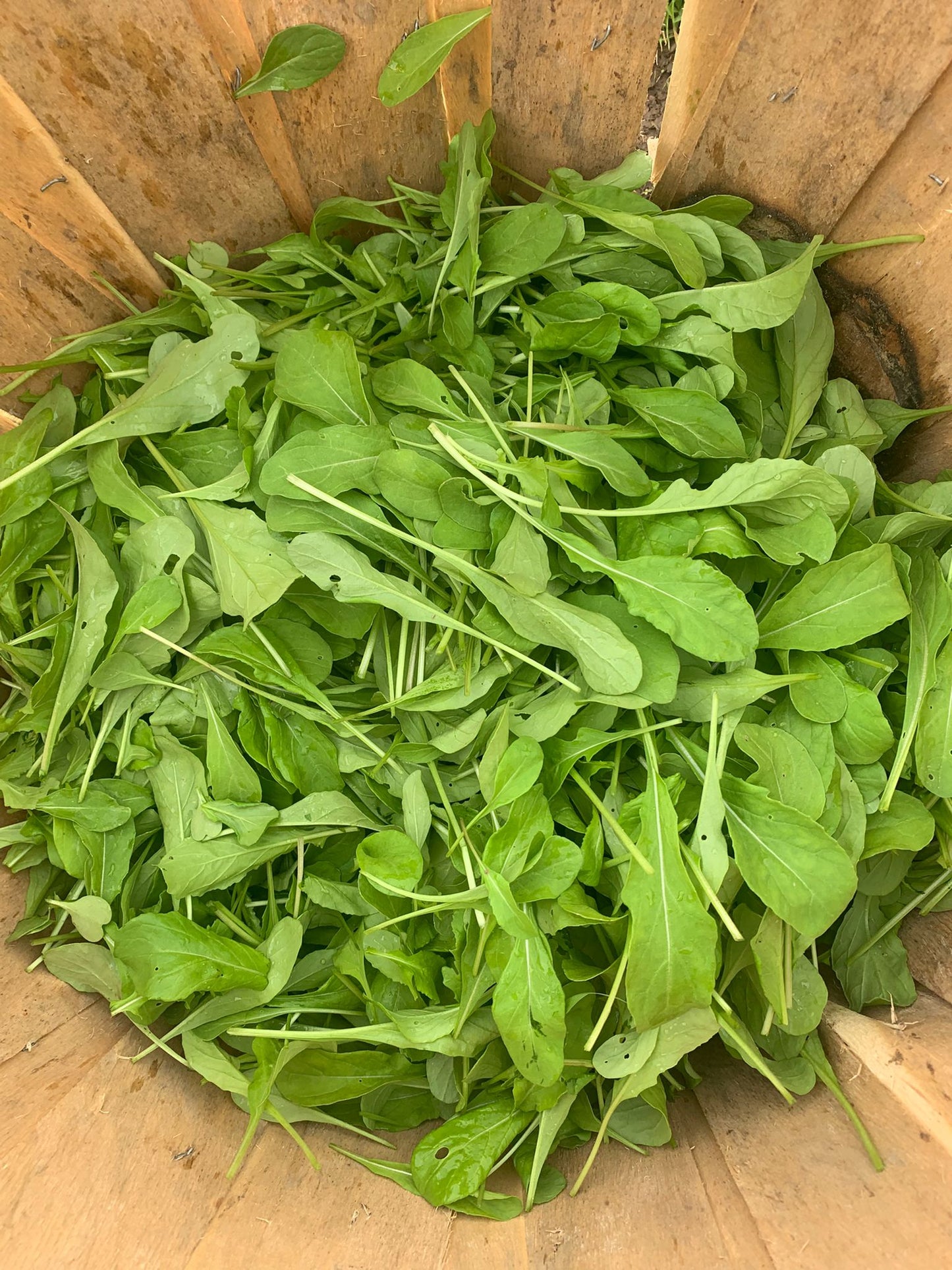 Arugula