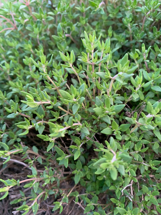 Thyme