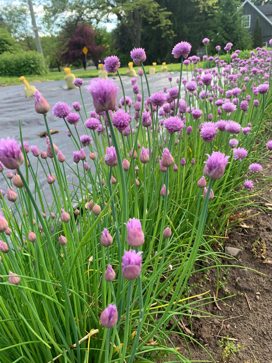 Chives